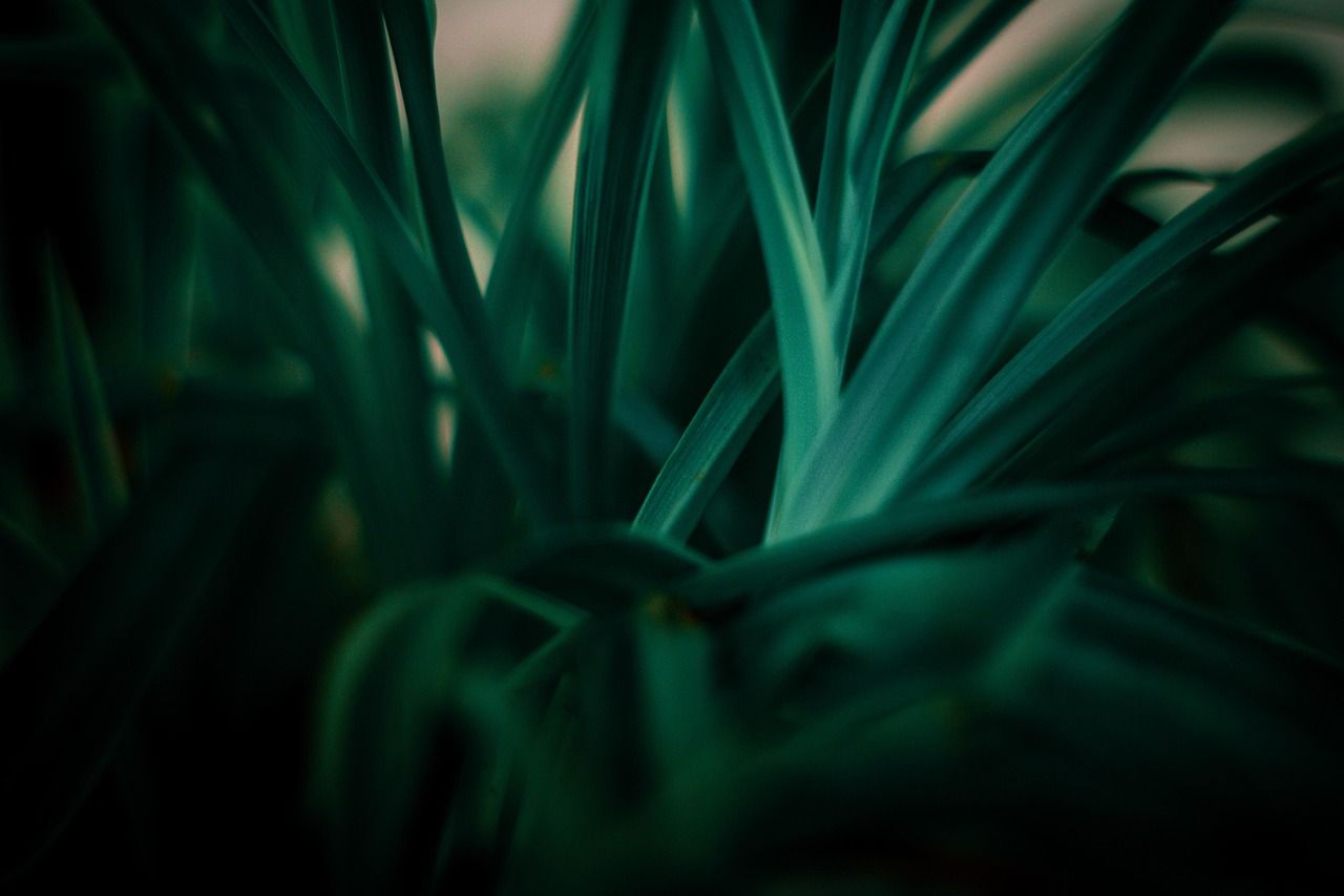 découvrez les principes du développement durable : un modèle de croissance qui respecte l’environnement, encourage la justice sociale et favorise une économie responsable afin de préserver les ressources pour les générations futures.