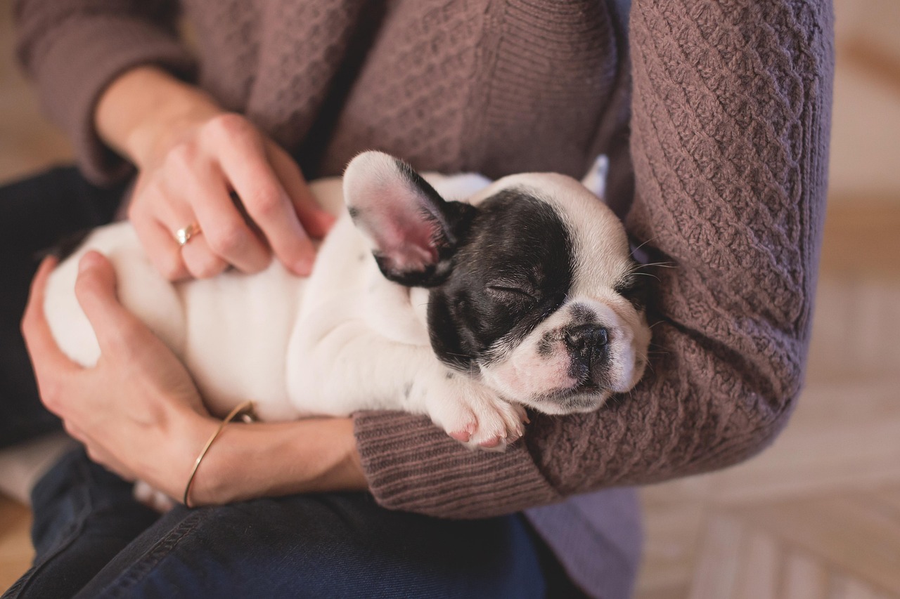 conseils et informations essentiels pour prendre soin de vos animaux de compagnie et assurer leur bien-être au quotidien.