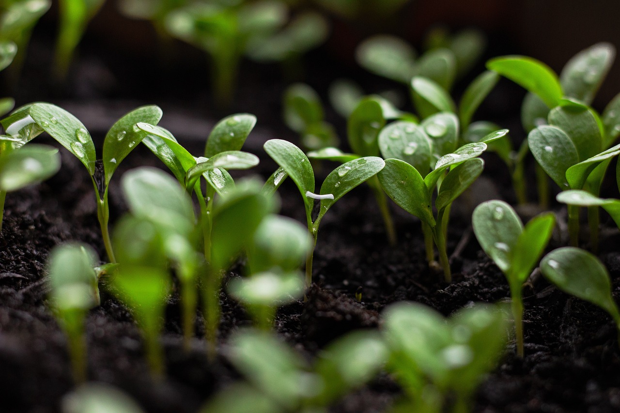 découvrez comment le seo durable peut transformer votre stratégie en ligne. apprenez des techniques écoresponsables qui améliorent votre visibilité tout en respectant l'environnement. optimisez votre site de manière durable et éthique pour assurer un impact positif sur le long terme.