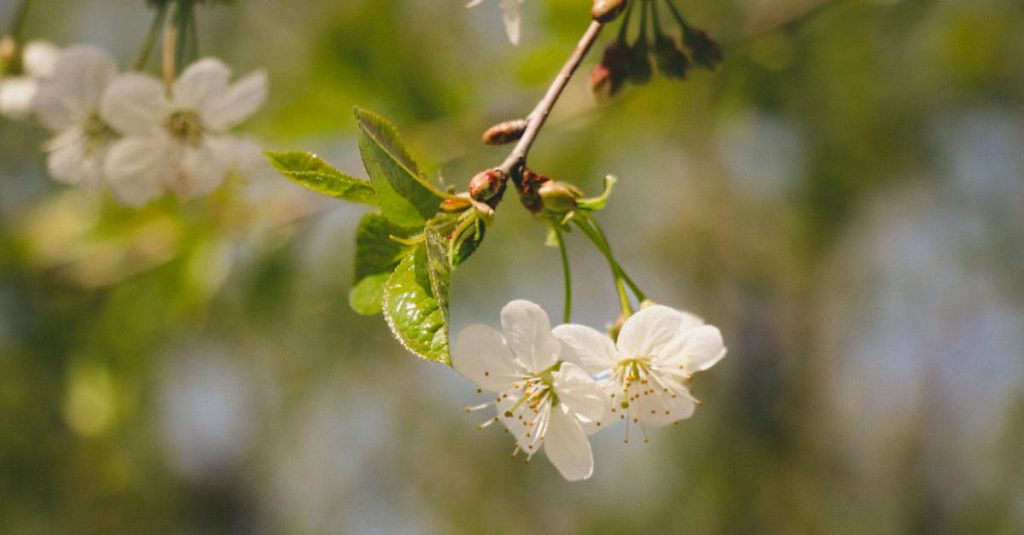 découvrez comment optimiser vos images pour améliorer la vitesse de chargement de votre site, augmenter votre référencement et offrir une meilleure expérience utilisateur. apprenez les meilleures pratiques et outils d'optimisation d'images.