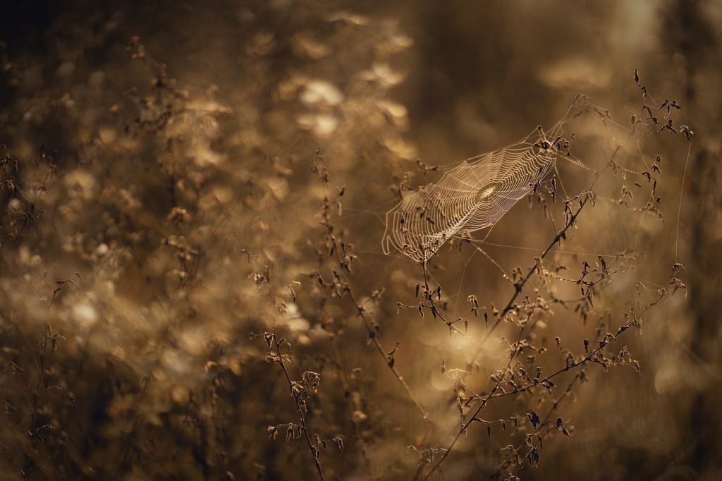 d&eacute;couvrez les derni&egrave;res tendances du web qui fa&ccedil;onnent l'avenir du num&eacute;rique. restez inform&eacute; sur les innovations en mati&egrave;re de design, de technologie, et de strat&eacute;gies marketing. ne manquez pas les &eacute;volutions essentielles pour optimiser votre pr&eacute;sence en ligne.