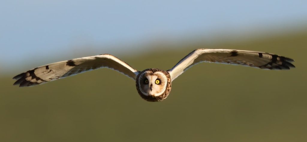 d&eacute;couvrez les meilleures strat&eacute;gies seo pour optimiser votre site web et am&eacute;liorer votre visibilit&eacute; sur les moteurs de recherche. apprenez &agrave; augmenter votre trafic organique et &agrave; propulser votre entreprise en ligne gr&acirc;ce &agrave; des techniques &eacute;prouv&eacute;es.