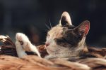 découvrez le métier de content strategist : son rôle, ses missions et les compétences clés pour élaborer une stratégie de contenu efficace et booster la visibilité de votre marque.