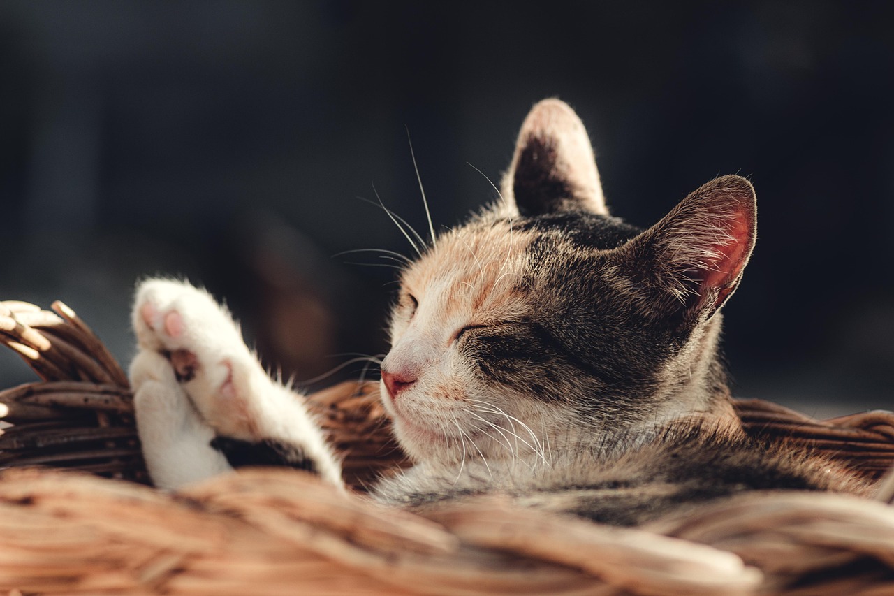 découvrez le métier de content strategist : son rôle, ses missions et les compétences clés pour élaborer une stratégie de contenu efficace et booster la visibilité de votre marque.
